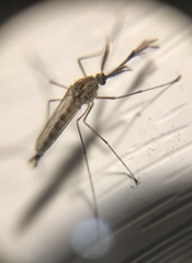 Ochlerotatus