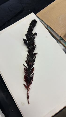 Erythrophyllum delesserioides observed 2026-09-18