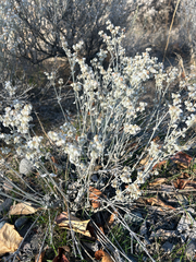 Eriogonum niveum, photograph author not stated, no rights reserved
