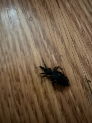 Eastern Bloodsucking Conenose