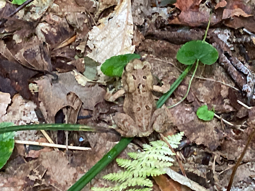 American Toad