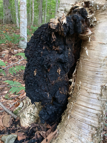 chaga