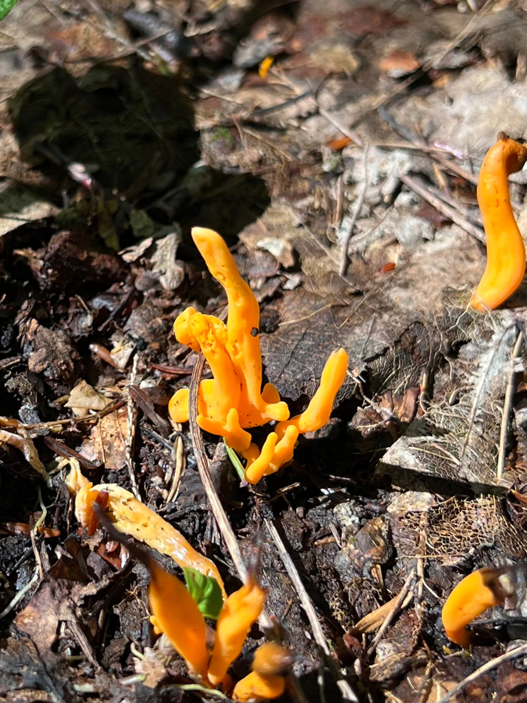 Orange Spindle · September 2026 · photo: Photo: (c) Rebecca Turner, some rights reserved (CC BY) · iNaturalist