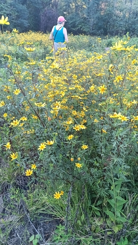 Bidens aristosa, photograph 5