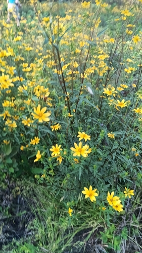 Bidens aristosa, photograph 6