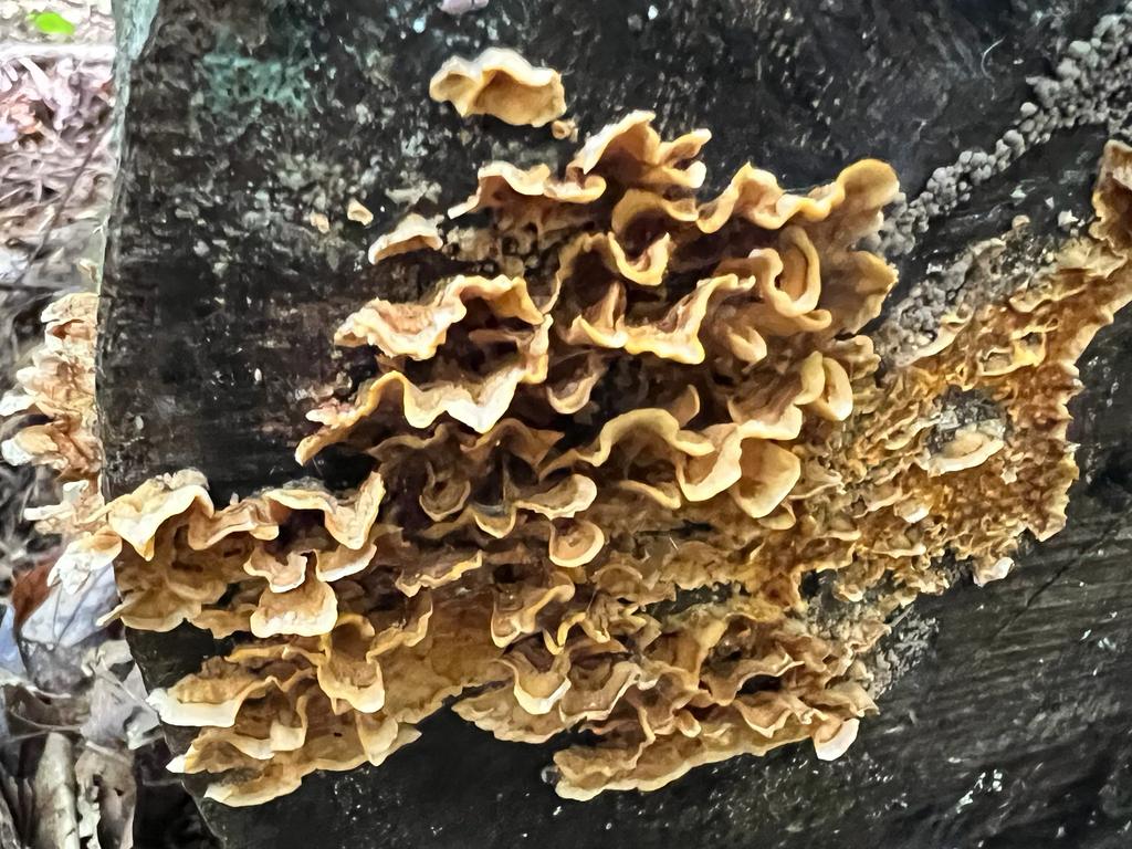 crowded parchment · September 2026 · photo: Photo: (c) Rebecca Turner, some rights reserved (CC BY) · iNaturalist