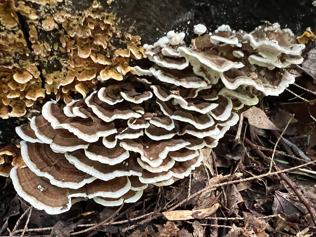 turkey-tail · September 2026 · photo: Photo: (c) Rebecca Turner, some rights reserved (CC BY) · iNaturalist