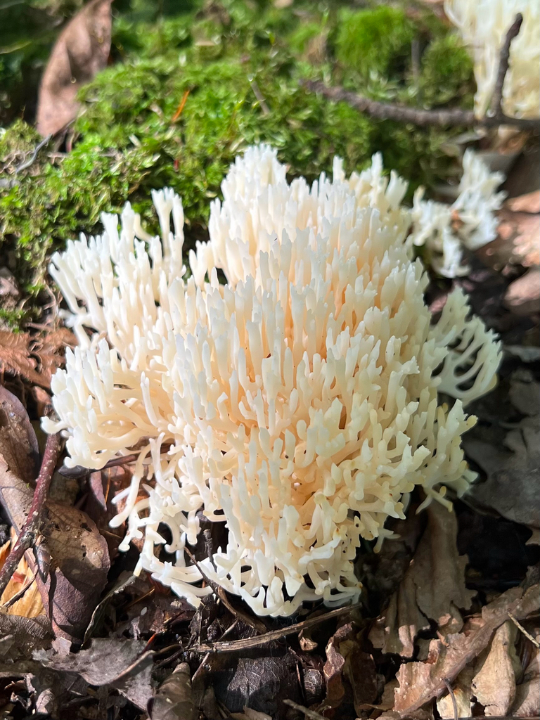 white coral fungus · September 2026 · photo: Photo: (c) Rebecca Turner, some rights reserved (CC BY) · iNaturalist
