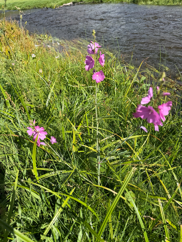 salt spring checkerbloom