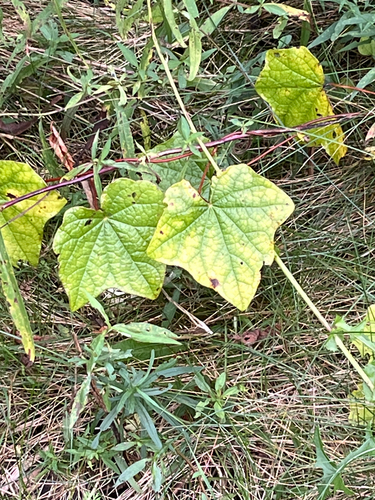 Menispermum canadense, photograph 3