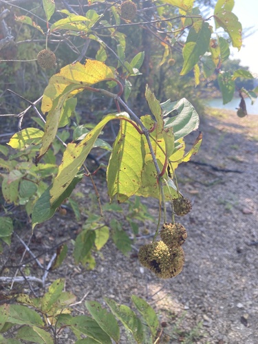 buttonbush