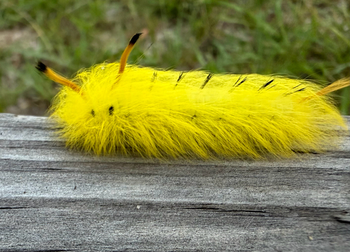 Spotted Apatelodes Moth