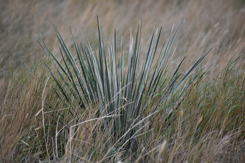 Great Plains yucca
