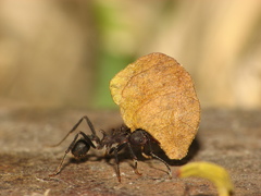 Acromyrmex lundii