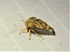 Smiliini