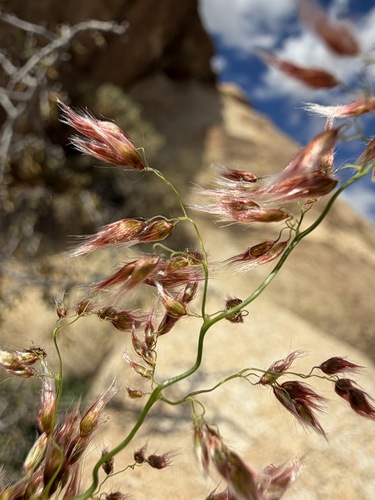 Melinis repens, photograph 3