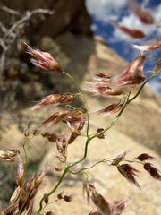 Melinis repens, photograph (c) Matt Berger, some rights reserved (CC BY)