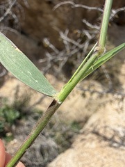 Melinis repens, photograph (c) Matt Berger, some rights reserved (CC BY)