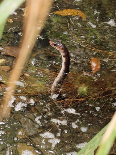 Photo of a Malayan Brown Snake (Xenelaphis hexagonotus)