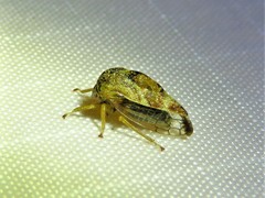 Smiliini