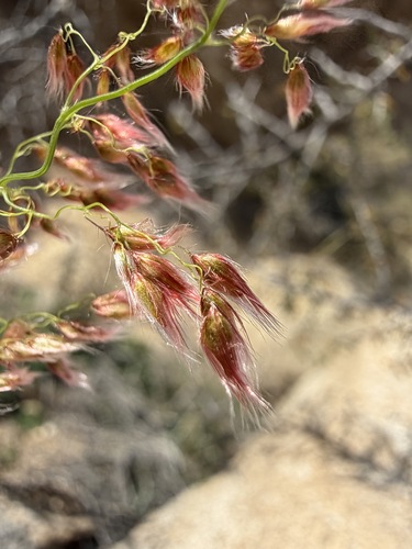 Melinis repens, photograph 6