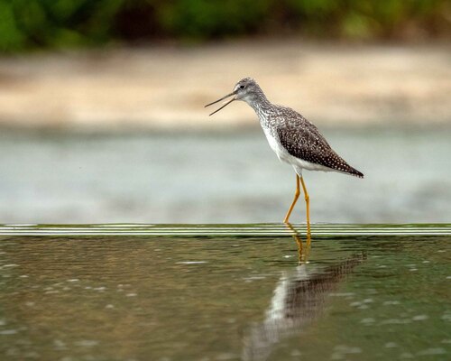 Greater Yellowlegs
