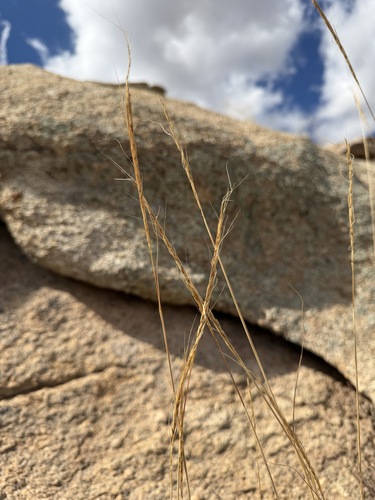 Trachypogon spicatus, photograph 2
