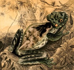 Jamaican Snoring Frog photo 2