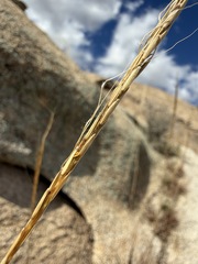 Trachypogon spicatus