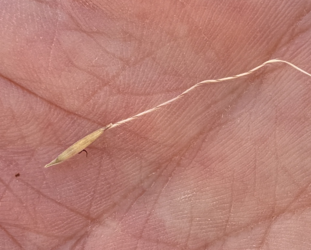 Trachypogon spicatus; photograph (c) Matt Berger, some rights reserved (CC BY)