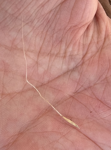 Trachypogon spicatus, photograph 4
