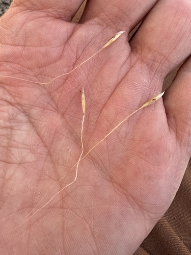Trachypogon spicatus, photograph 5
