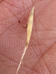 Trachypogon spicatus, photograph (c) Matt Berger, some rights reserved (CC BY)
