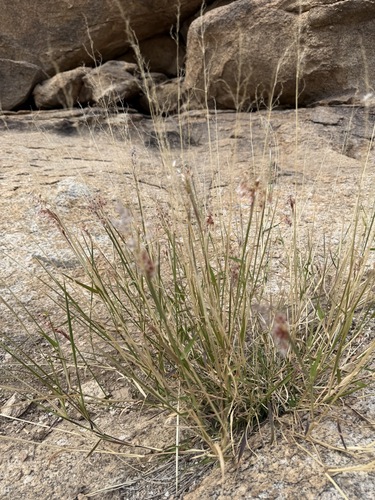 Melinis repens, photograph 2