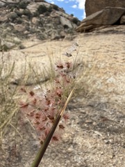 Melinis repens, photograph (c) Matt Berger, some rights reserved (CC BY)