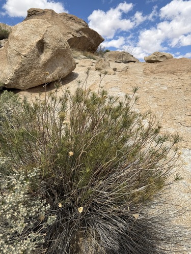 Asclepias linaria