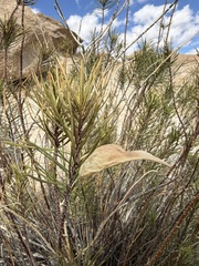 Asclepias linaria, photograph (c) Matt Berger, some rights reserved (CC BY)