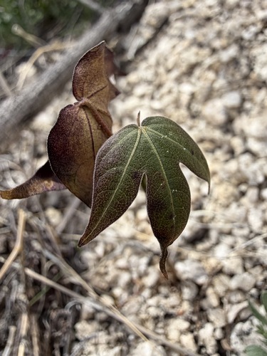 Gossypium thurberi, photograph 5