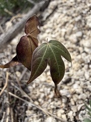 Gossypium thurberi, photograph (c) Matt Berger, some rights reserved (CC BY)