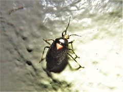 Deraeocoris sayi