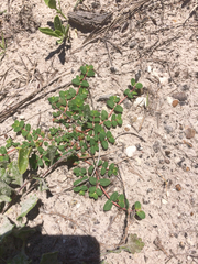 Euphorbia cordifolia