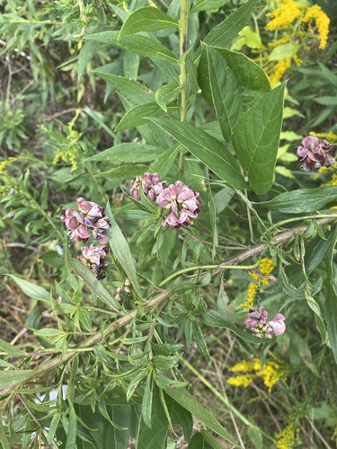 American groundnut