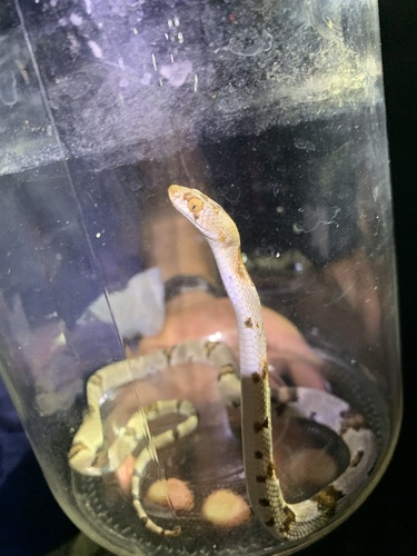 Texas Lyre Snake