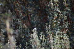 Oreotrochilus chimborazo