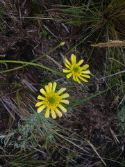 Ranunculus praemorsus