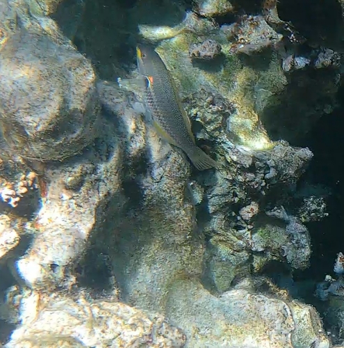 Stethojulis albovittata observed 2026-09-05