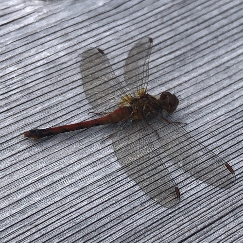 Autumn Meadowhawk