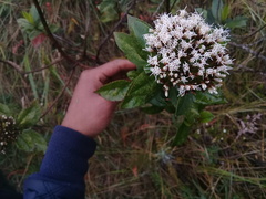 Aristeguietia lamiifolia