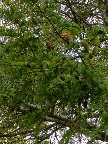 eastern hemlock