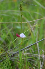 Tephrosia onobrychoides